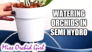 How to water Orchids in semi hydroponics + Detailed explanations