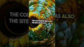 Mind-Blowing Colosseum Facts You Didn't Know!