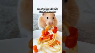 A Day in the Life of a Spoiled Hamster! - TikTok Trend Hamster Edition 