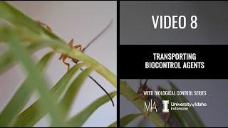 8.  Transporting weed biocontrol agents