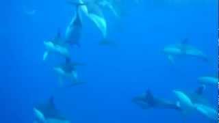 Swimming with common dolphins along the south coast of Sao Miguel