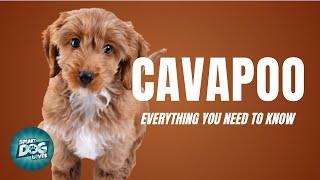 Cavapoo Dog Breed Guide | Dogs 101 - Cavapoo/Cavoodle