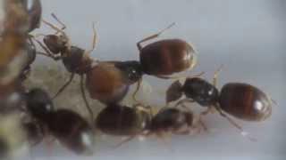 Lasius flavus (multiple queens)