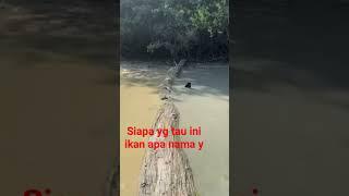 IKAN APA INI