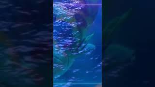Aquarium Break 4