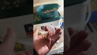 #fastgrowthplan#trendlifegrowthstar #kuaishouhascutepets #flowerparrot