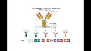 Immunoglobulins_ Structure, Function, and Clinical Importance