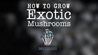 How to Grow Exotic Mushrooms