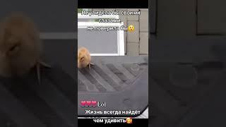 ой такая милота  такие маленькие и такие умнички  всё всем спать пора домой ️