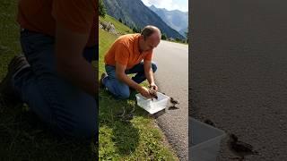 A kind-hearted man rescued a helpless sparrow with chicks by the road - AI Story