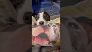 Dog Greets Owners with Photo Pillow of Himself, Smiley on Maui is a Rescue Pittie from NYC in Hawaii