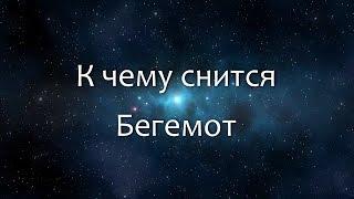 К чему снится Бегемот (Сонник, Толкование снов)