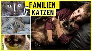 TOP 5 KATZEN FÜR KINDER | Fantastische Katzenrassen für Familien mit Kindern