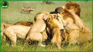 Deadliest Lion Attacks On Earth Ever Recorded | Animal Fight