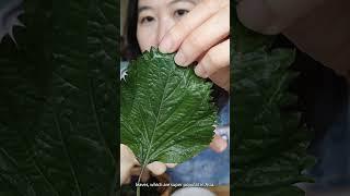 WHAT IS PERILLA LEAF?? (NEW INGREDIENT MONDAY!) #SHORTS