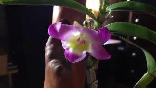 Dendrobium 'Super Ise' in Bloom