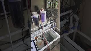 Update on the 210g reset!! #marineaquarium #saltwaterfix #reeftank
