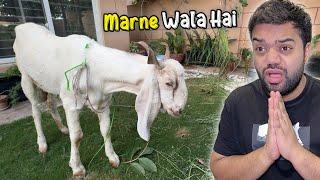 Mera Qurbani Ka Bakra Marne Wala Hai  | Kuku Beemaar Ho Geya  | Need Prayers 