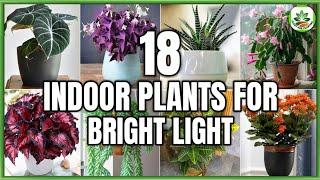 18 Indoor Plants for Bright Light | Bright Sunlight Indoor Plants | Plant and Planting