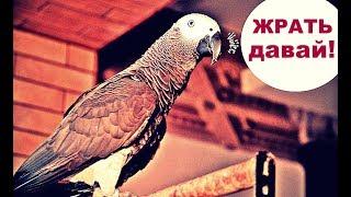 КАК НАШ ПОПУГАЙ ПРОСИТ КУШАТЬ/funny animal videos