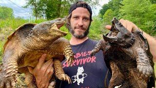 Alligator Snapping Turtles AND Common Snapper in the SAME TRAP!! 