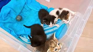 FUNNY ANIMALS COMPILATION   Cute Cats And Kittens Videos 2023