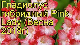 Гладиолус гибридный (Pink Lady). Краткий обзор, описание характеристик, где купить луковицы