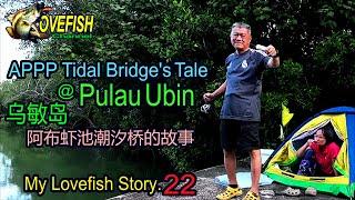 Overnight Barra Fishing Camping @ APPP Tidal Bridge Pulau Ubin - My Lovefish Story.22