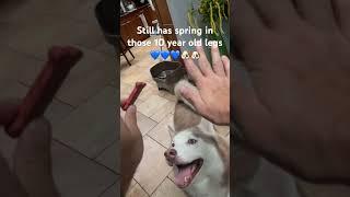 My husky still can act young #huskydog #youtubeshorts #husky #cute #dog #dogs #wolves #paw #love