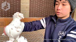 В гостях у юного голубевода, Джавахира (Ташкент, Узбекистан) / Uzbek Pigeons