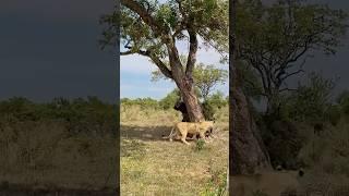 Smart lion outwits buffalo 