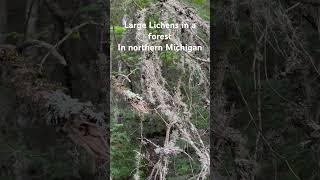 Large Lichens In a Forest in northern Michigan