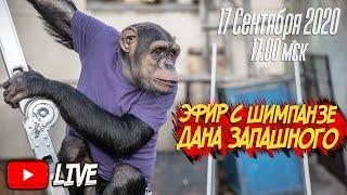 Дан Запашный ведёт прямой эфир с обезьянами шимпанзе / Live with Dan Zapashny and his chimpanzee