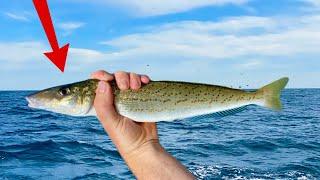 How to catch King George Whiting - We learn from the best!