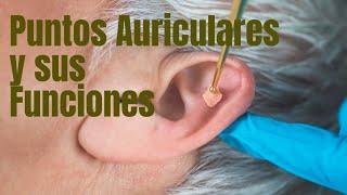 Puntos Auriculares y sus Funciones