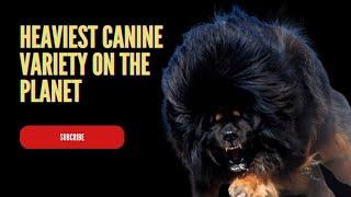 Discover the World's Heaviest Canine Breed | Giant Dog Breeds Unveiled