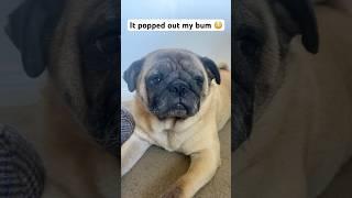 Oops I farted again  #fypシ゚ #dog #puppy #cute #funny #cutepuppy
