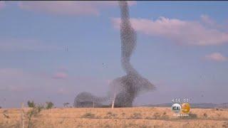 A Flock Of Starling Birds Mesmerize Onlookers In Israel