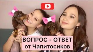 ПОЧЕМУ ЧАПИТОСИКИ? СЛОЖНО ЛИ ДРЕССИРОВАТЬ СОБАК? ПРО TIK TOK || Вопрос -ответ