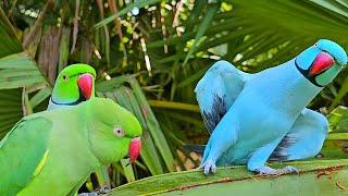 Parrot Funny Moment | Parrot Talking