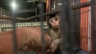 Poor baby monkey in small cage, Animal Market