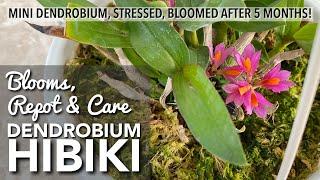 DENDROBIUM HIBIKI Blooms | How To Repot & How To Care for Dendrobium Hibiki | Orchid In Bloom