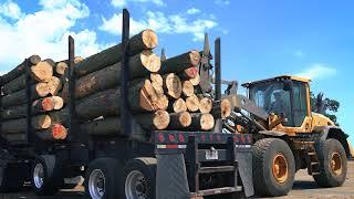 The US Sawmill: How Hardwood Lumber is Made