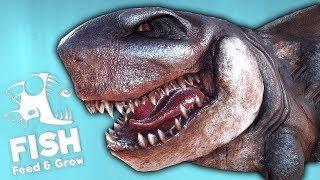 БЕЛАЯ АКУЛА ПРОТИВ МЕГАЛОДОНА! БИТВА ВЕКА! FEED AND GROW FISH РЫБИЙ ЧЕЛЛЕНДЖ