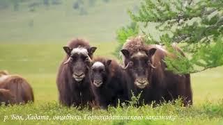 Овцебыки на берегах реки Хадата.Musk oxen on the banks of the Hadata River.