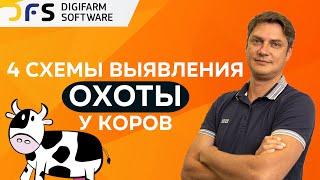 Схемы выявления охоты у коров