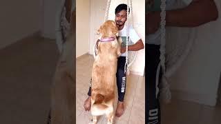 Dog lovers subscriber for more video #goldenretriever #reggie #dog