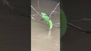 Basilisk also known as “Jesus lizard” running on water