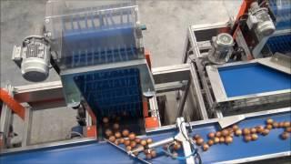 Food Automation Presents Elisam GT 4 Lane Optical onion grader