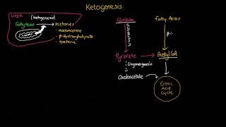 Ketogenesis